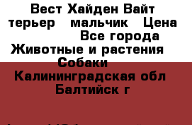 Вест Хайден Вайт терьер - мальчик › Цена ­ 35 000 - Все города Животные и растения » Собаки   . Калининградская обл.,Балтийск г.